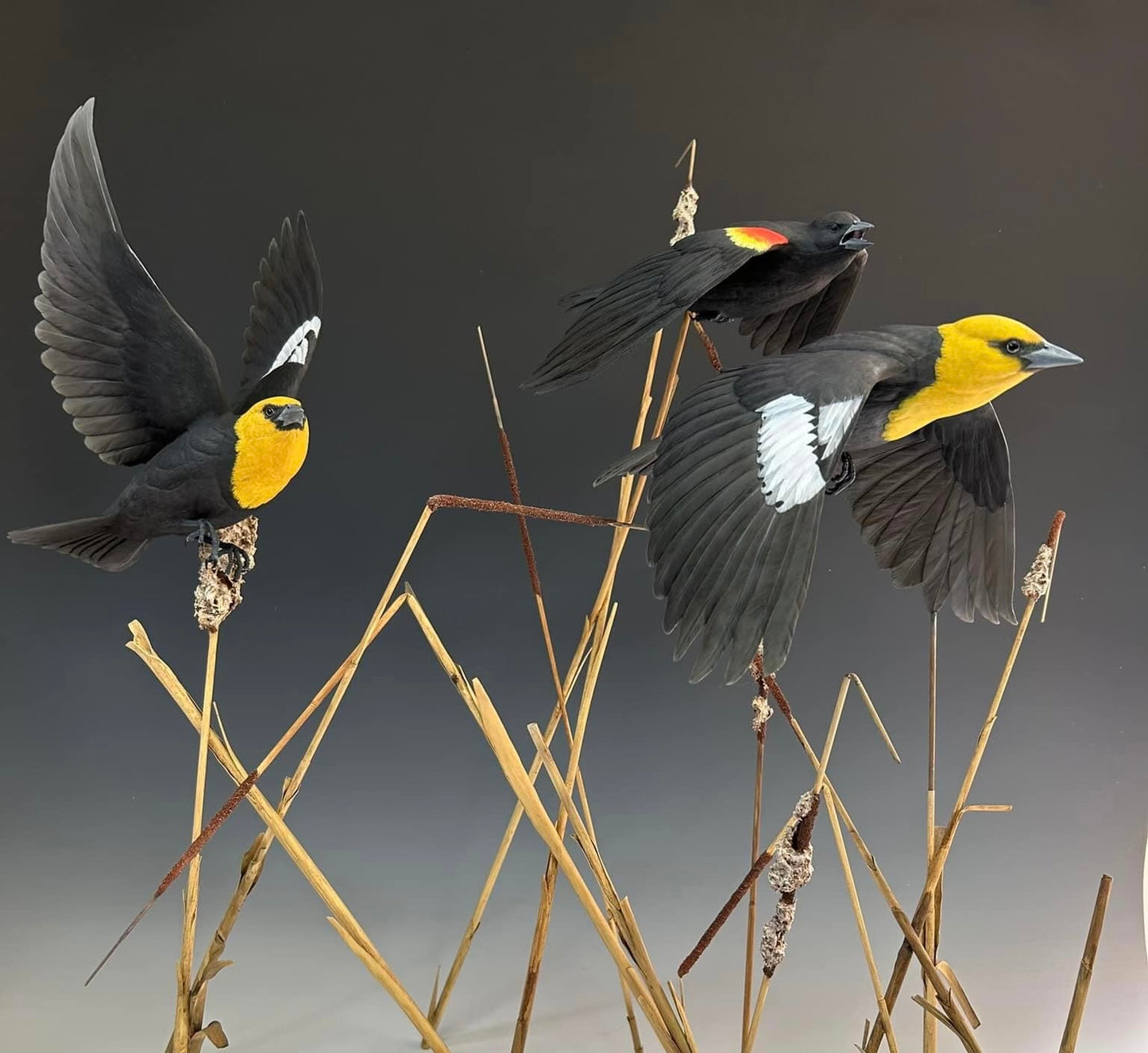 Spring Has Returned/ Redwing