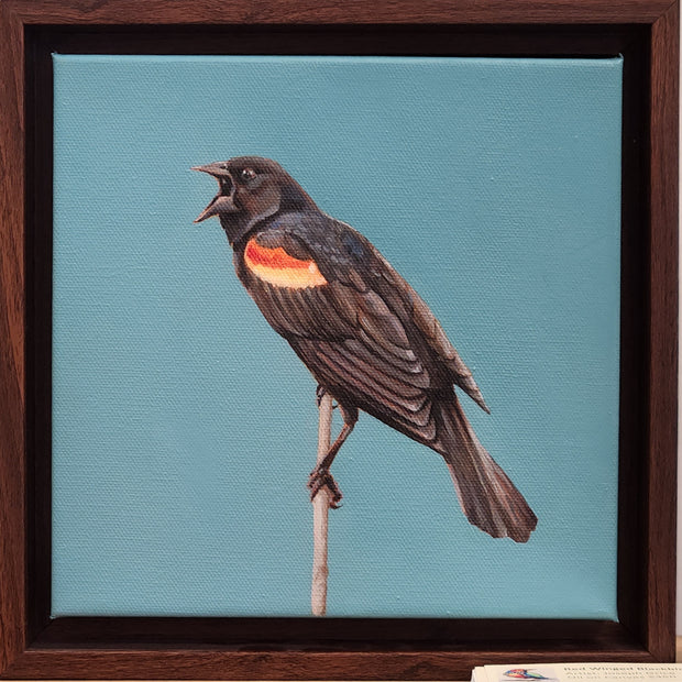 Red Winged Blackbird