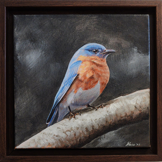 Eastern Bluebird