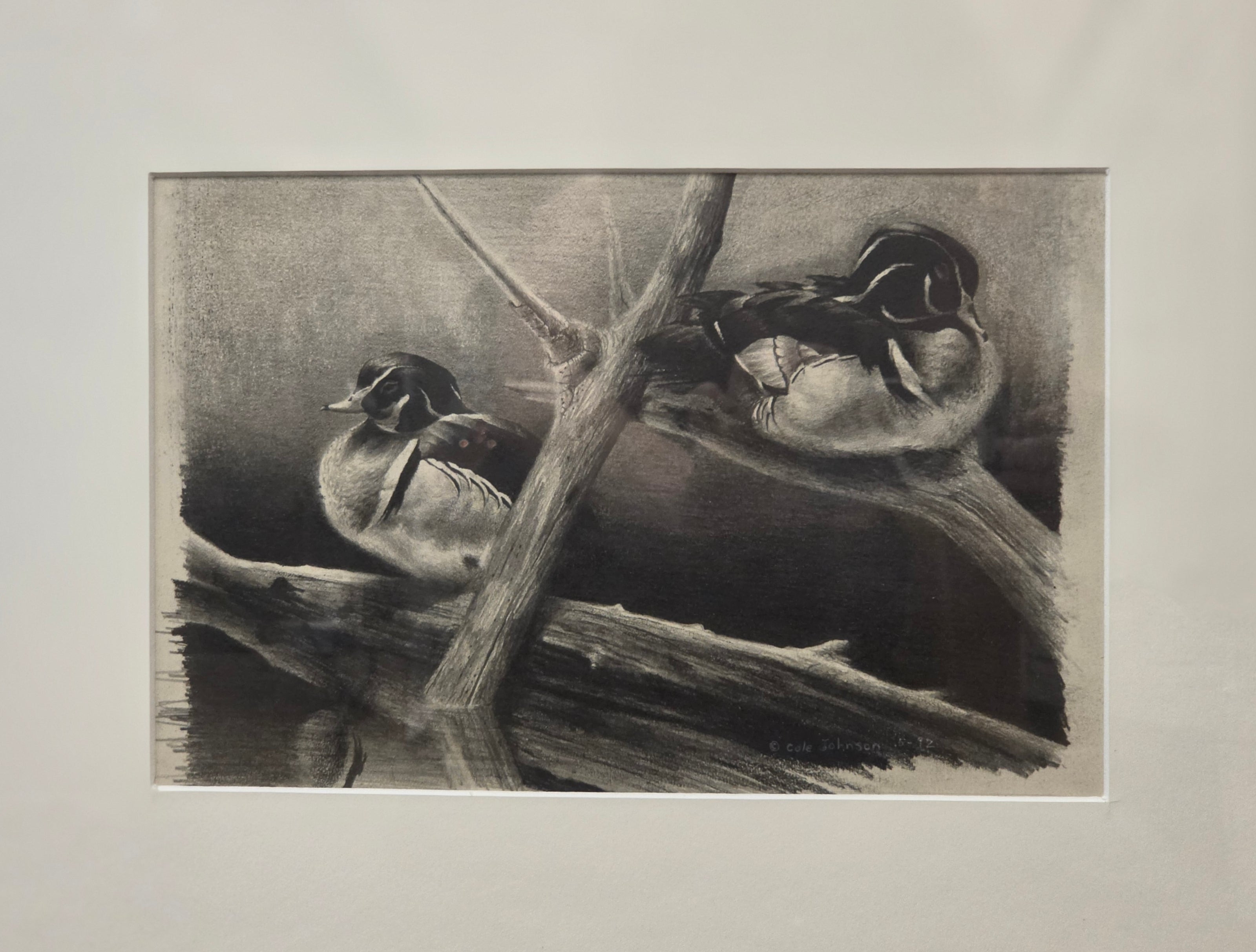 Wood Duck