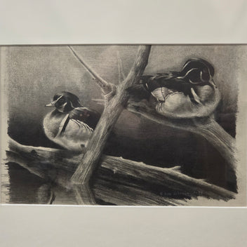 Wood Duck