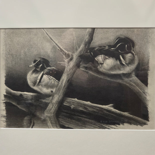 Wood Duck