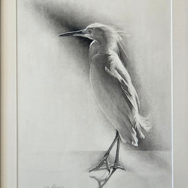 Little Egret