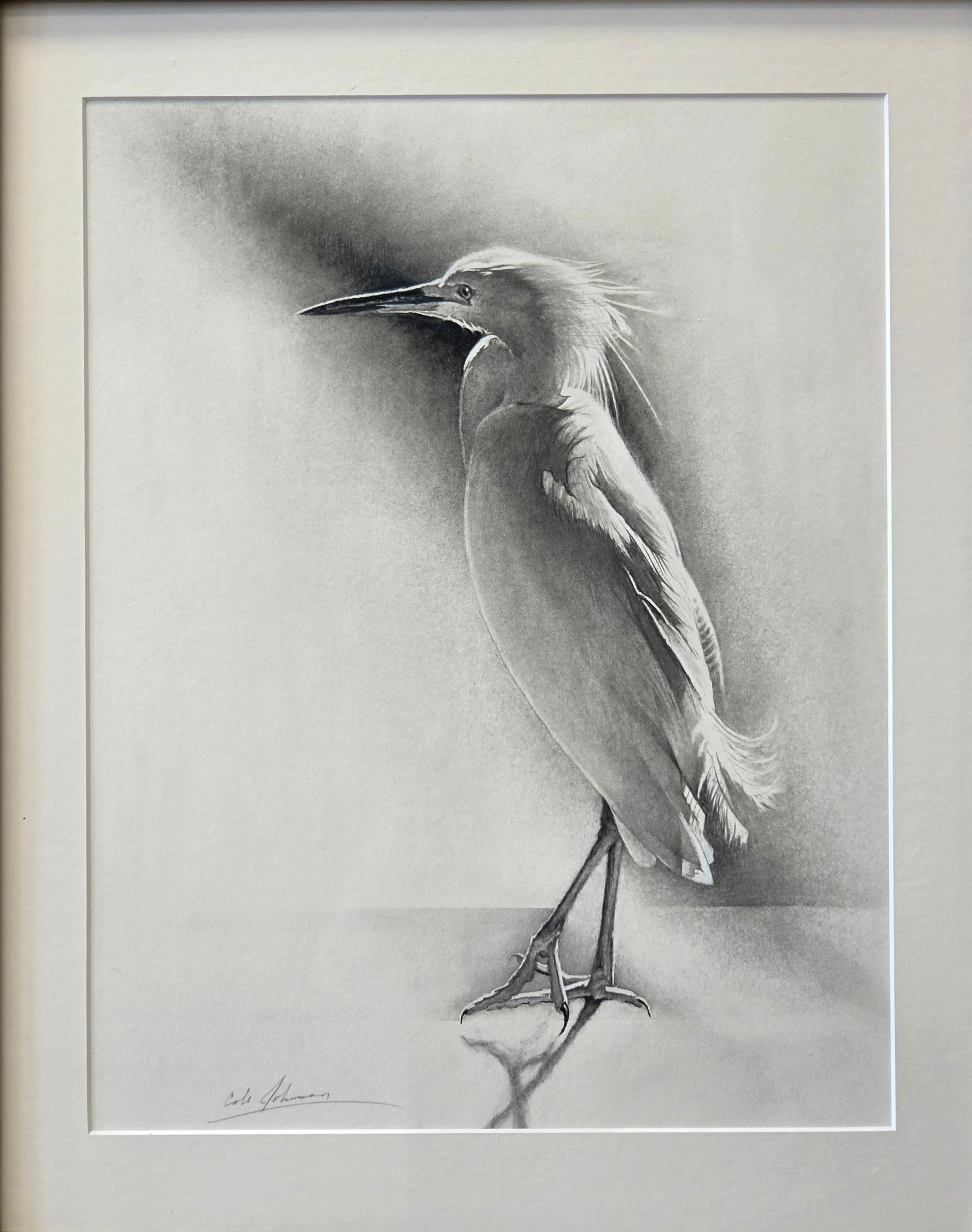 Little Egret