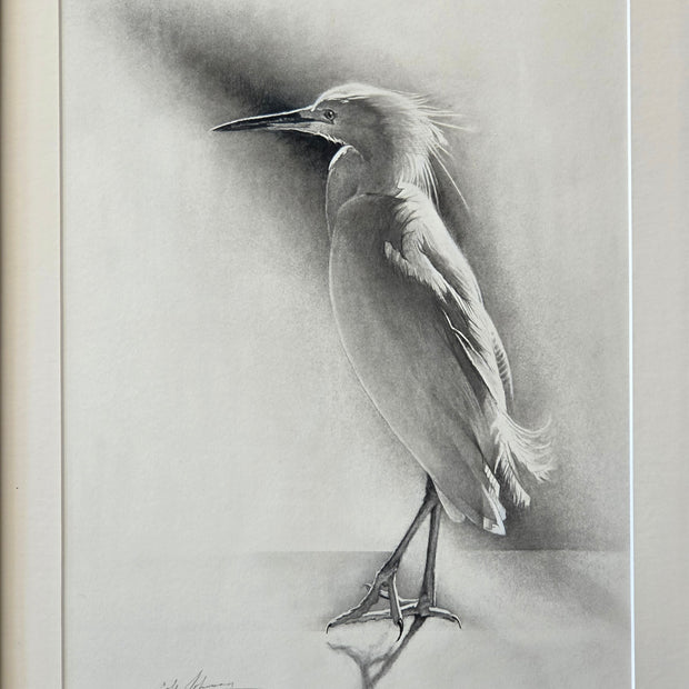 Little Egret