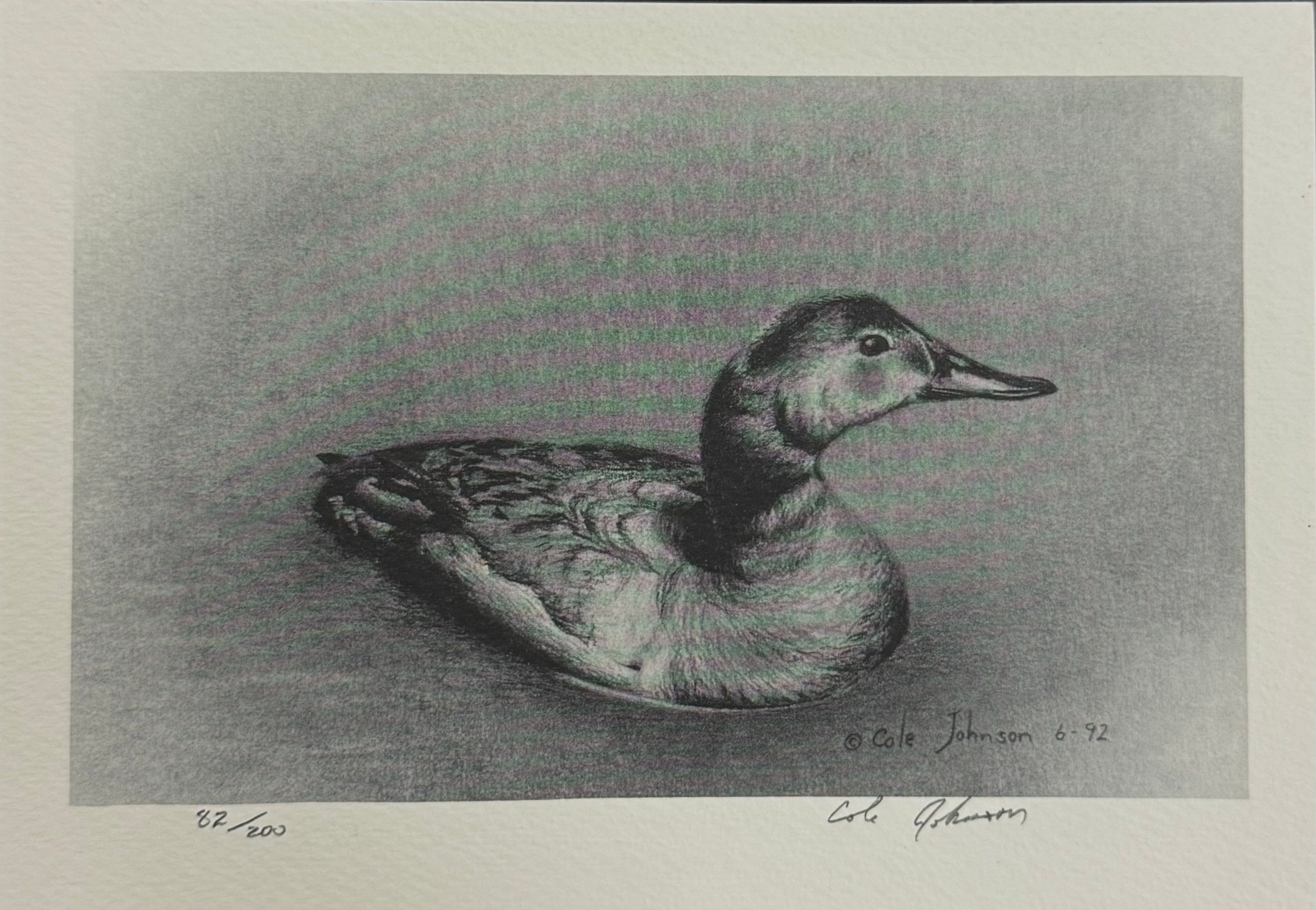 Canvasback Lithograph 82/200