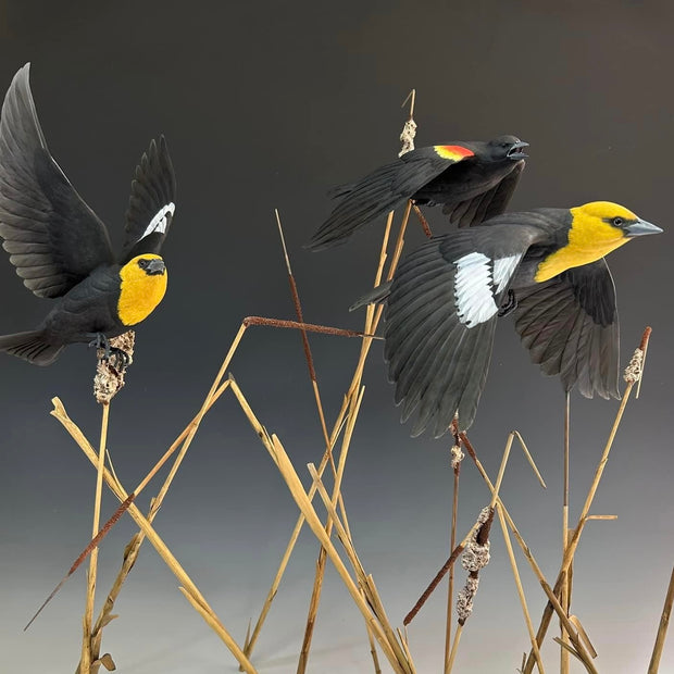 Yellow Headed Blackbird Down