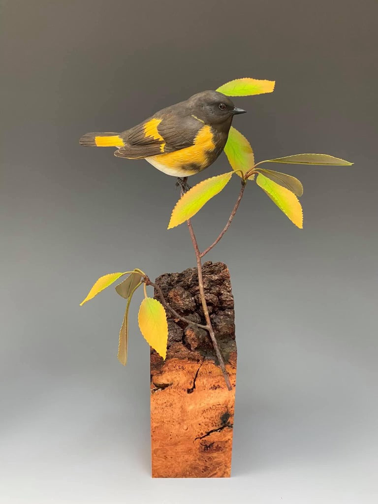 Posing/American Redstart