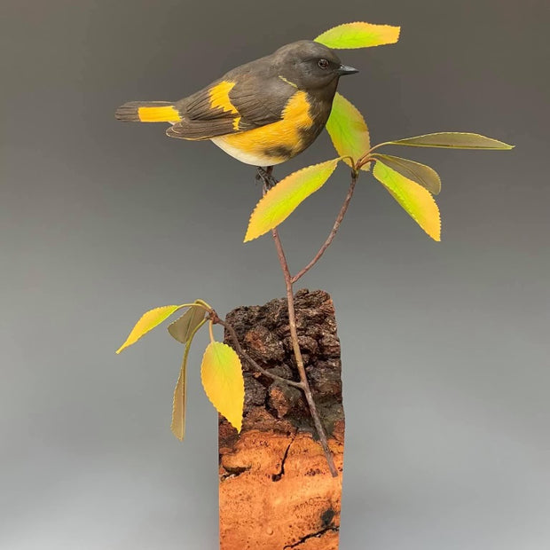 Posing/American Redstart