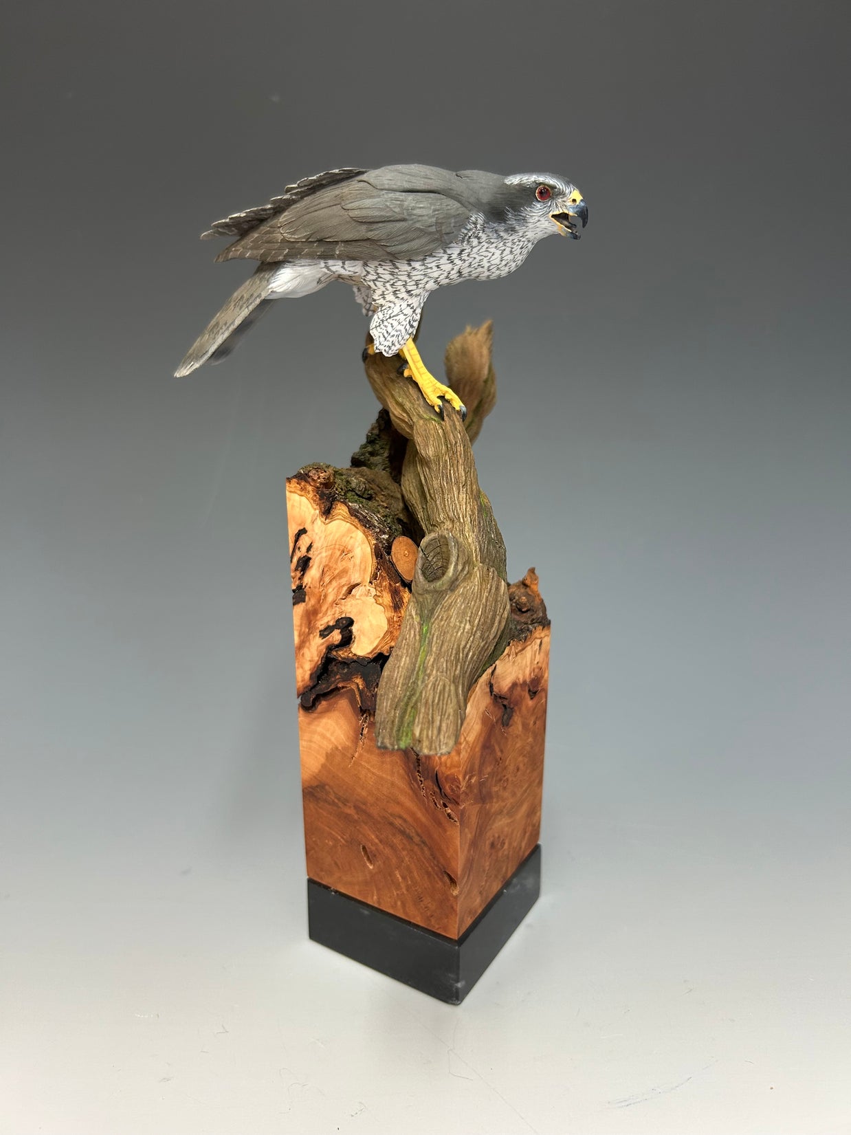 Northern Goshawk/ Best in Show
