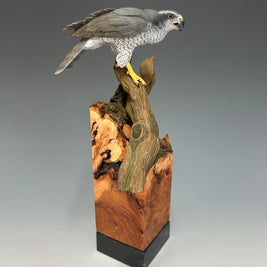 Northern Goshawk/ Best in Show