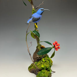 Purple Honeycreeper