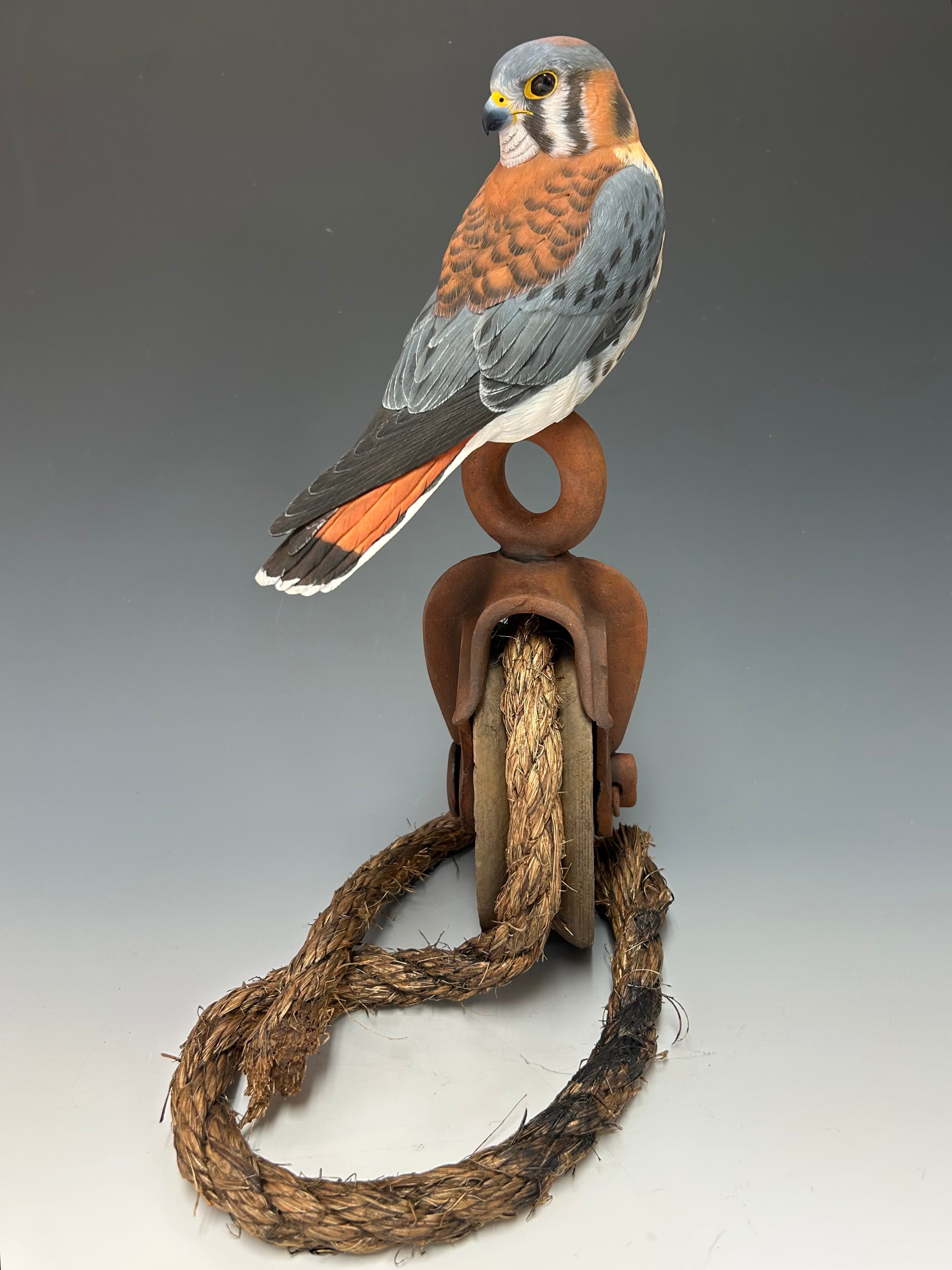 Farm Boy/ American Kestrel