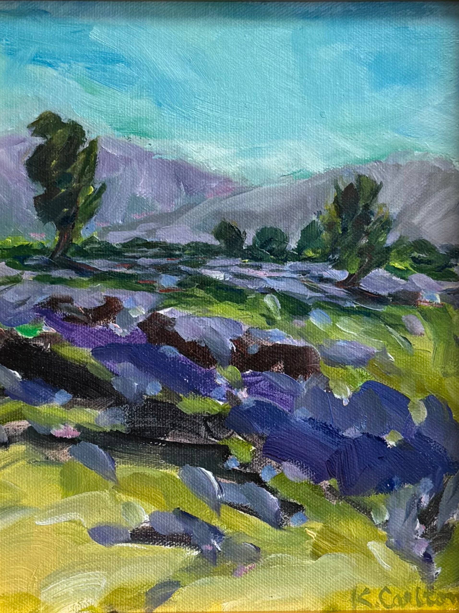 Lavender Fields