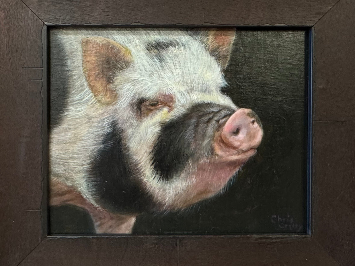 Contemplation - B/W Hairy Pig