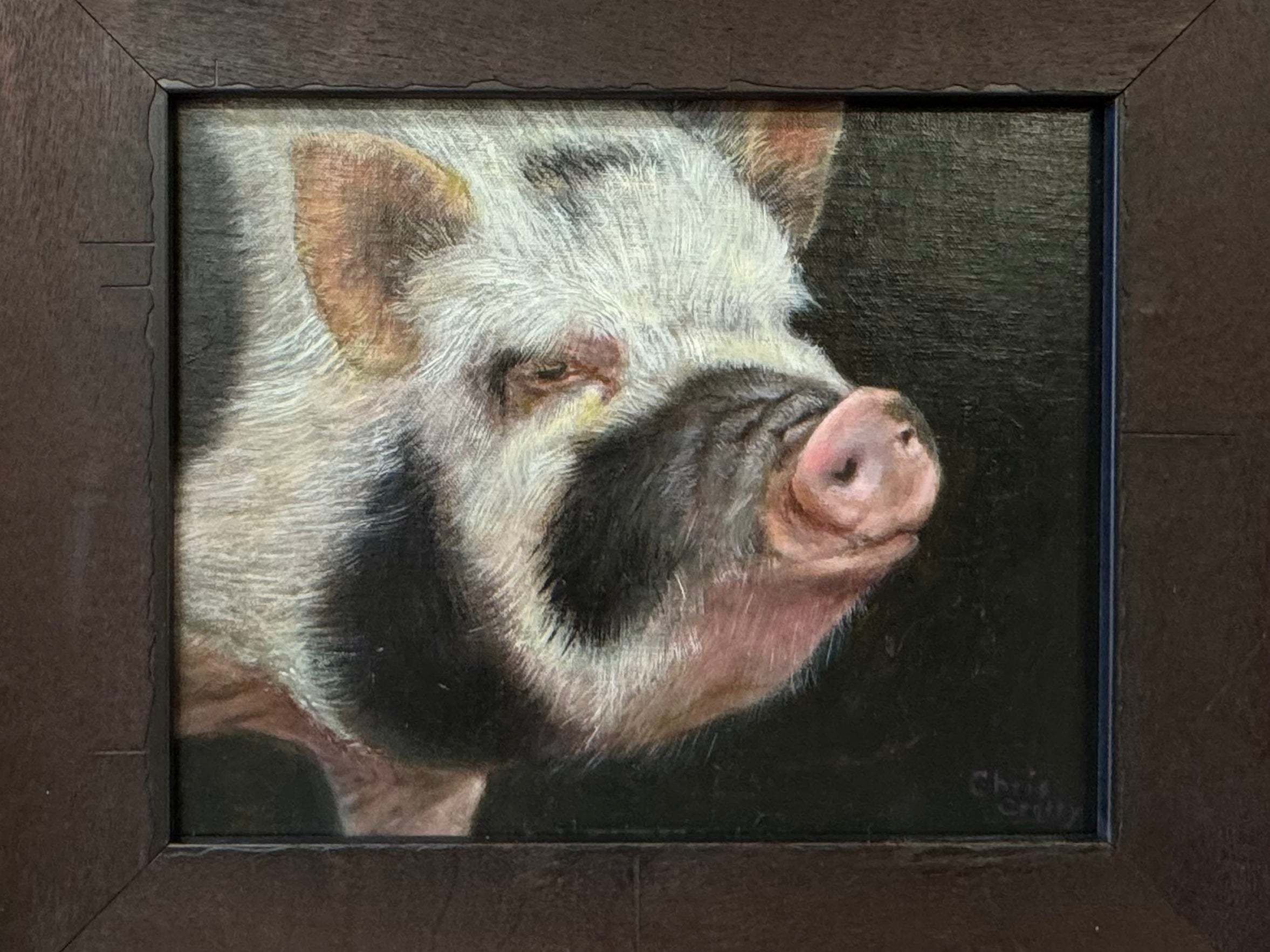 Contemplation - B/W Hairy Pig
