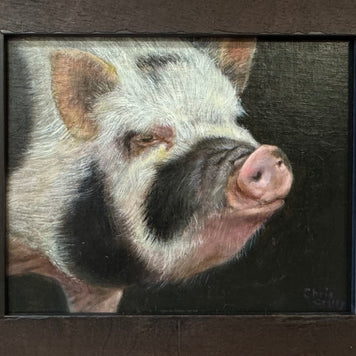 Contemplation - B/W Hairy Pig