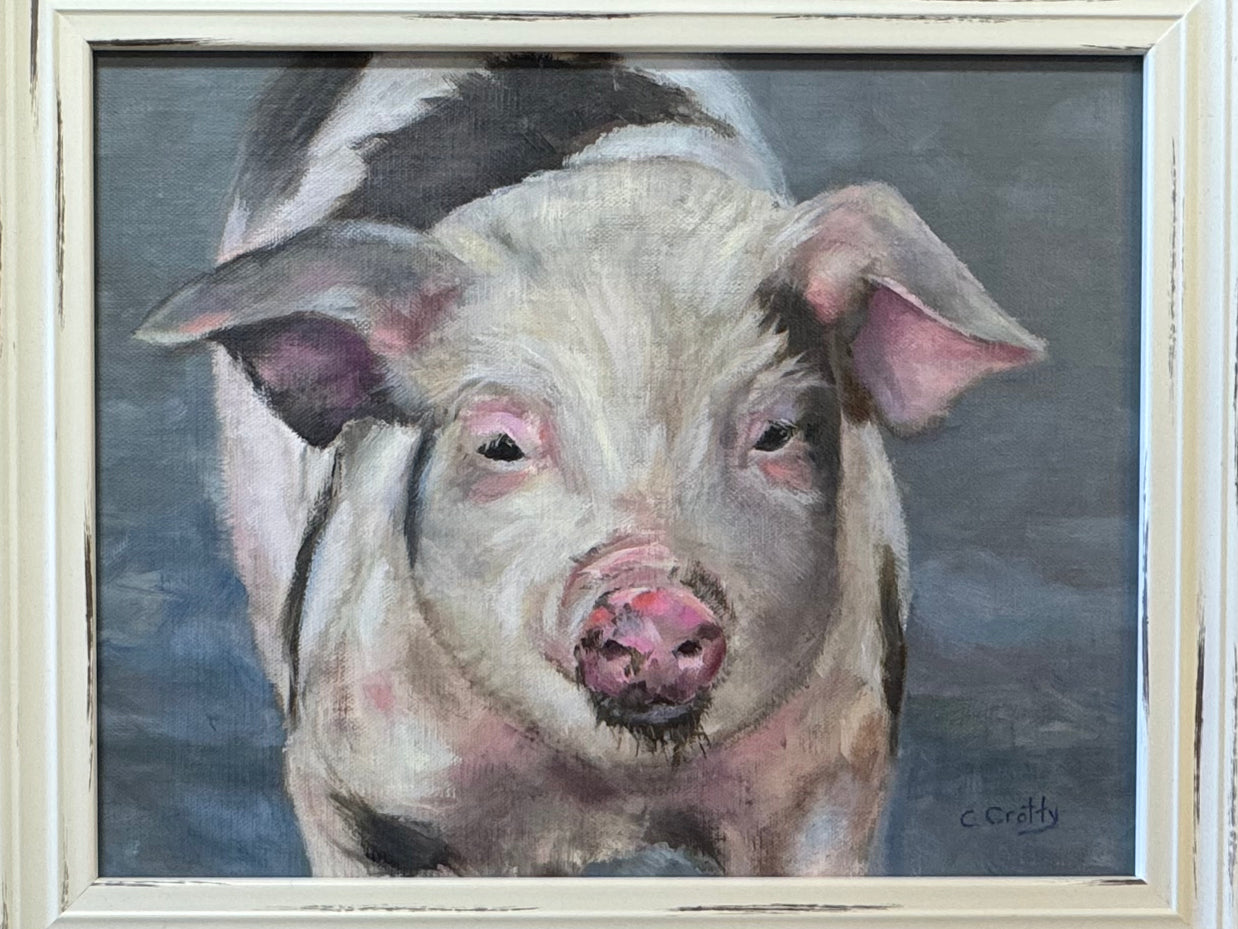 Watchful Pig in Mud