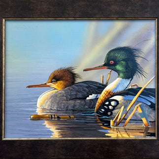 Red-Breasted Mergangers