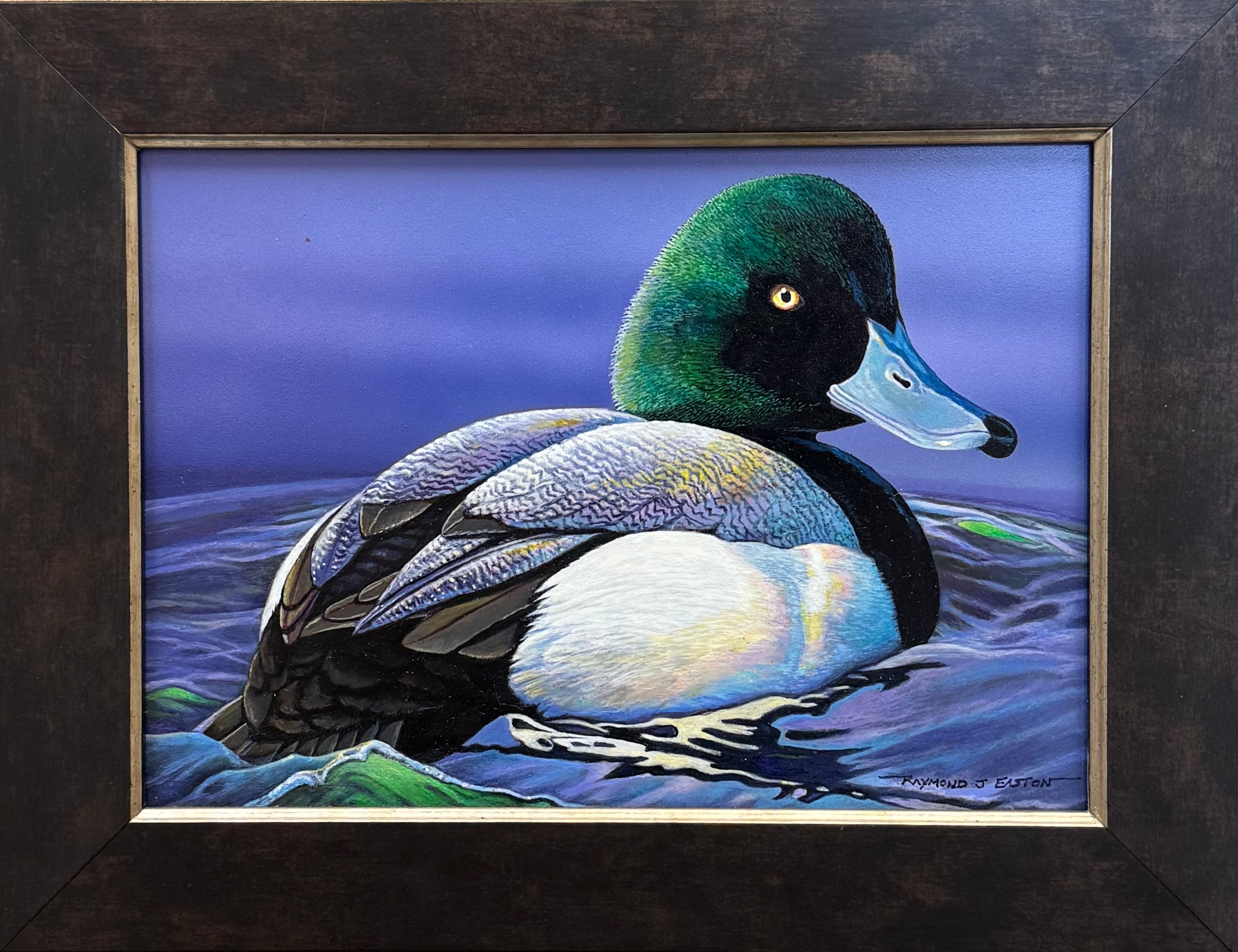 Greater Scaup Bluebill Duck