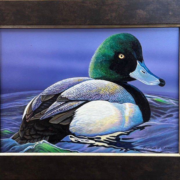 Bluebill Duck