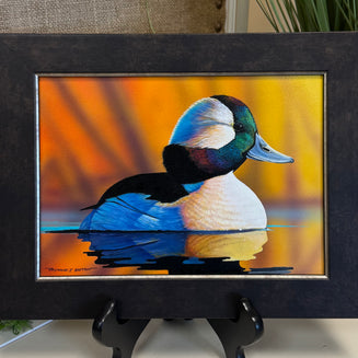 Bufflehead