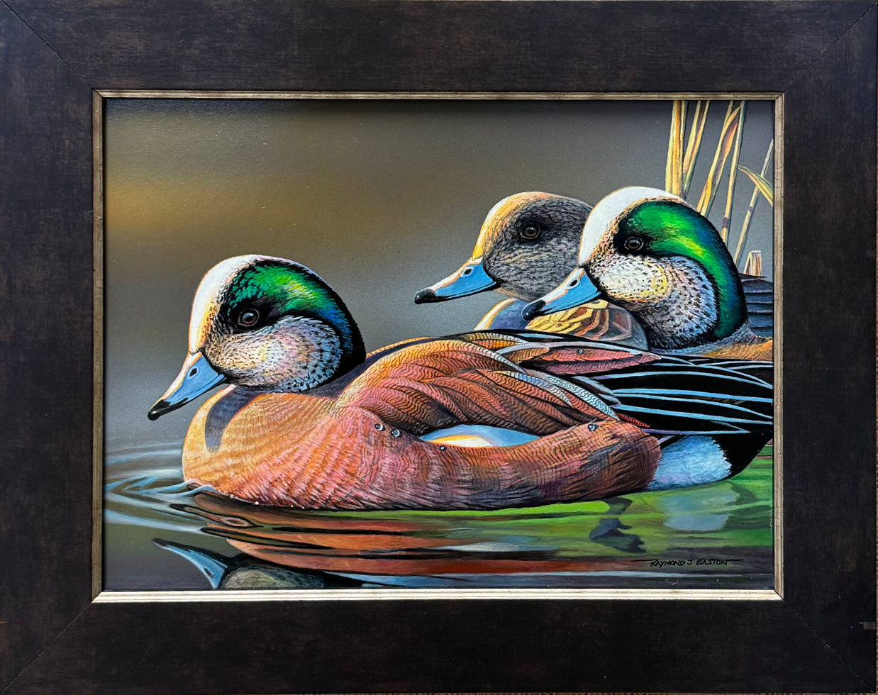 American Wigeons
