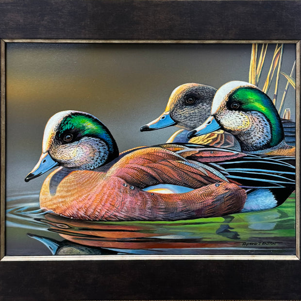 American Wigeons
