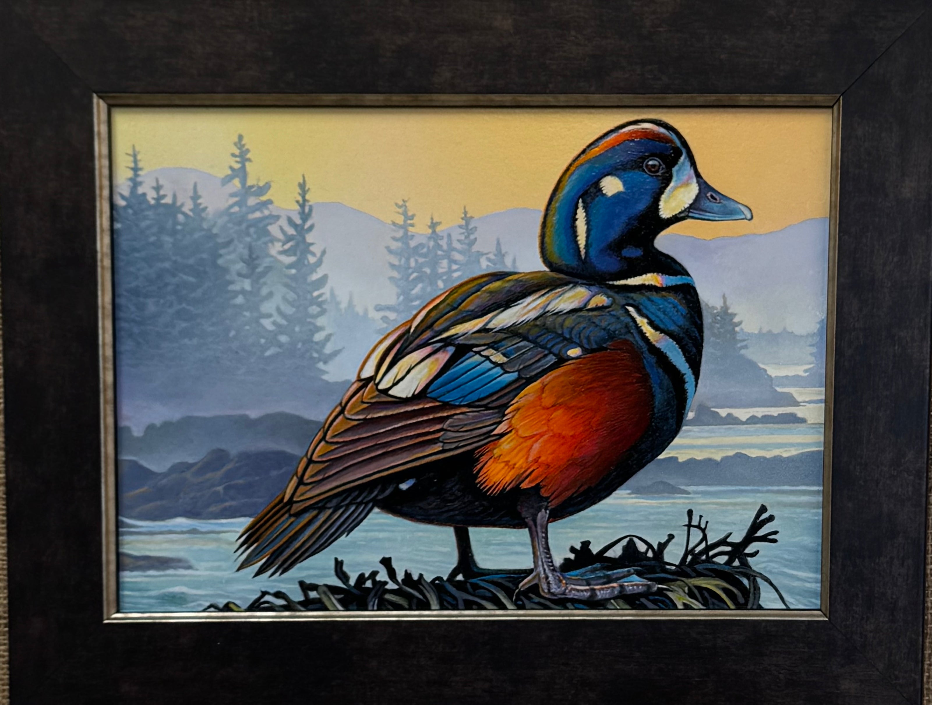 Harlequin Duck