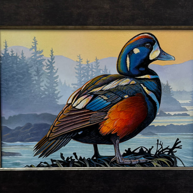 Harlequin Duck