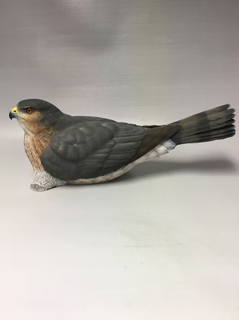 "Proud Momma", Sharpshinned Hawk