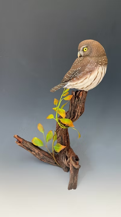 "Favored Roost", Pygmy Owl