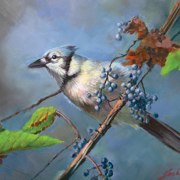 Blue Jay | Original