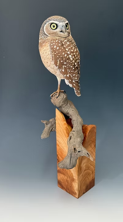 "Wide Eyes", Burrowing Owl