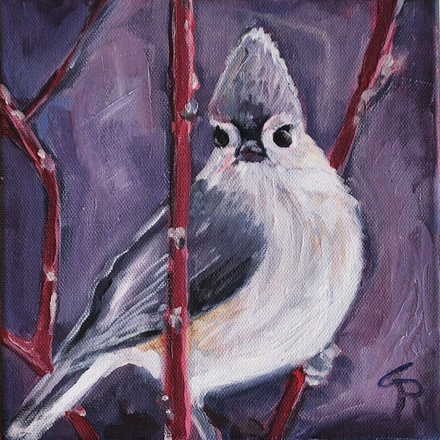 Tufted Titmouse