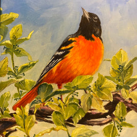 Baltimore Oriole