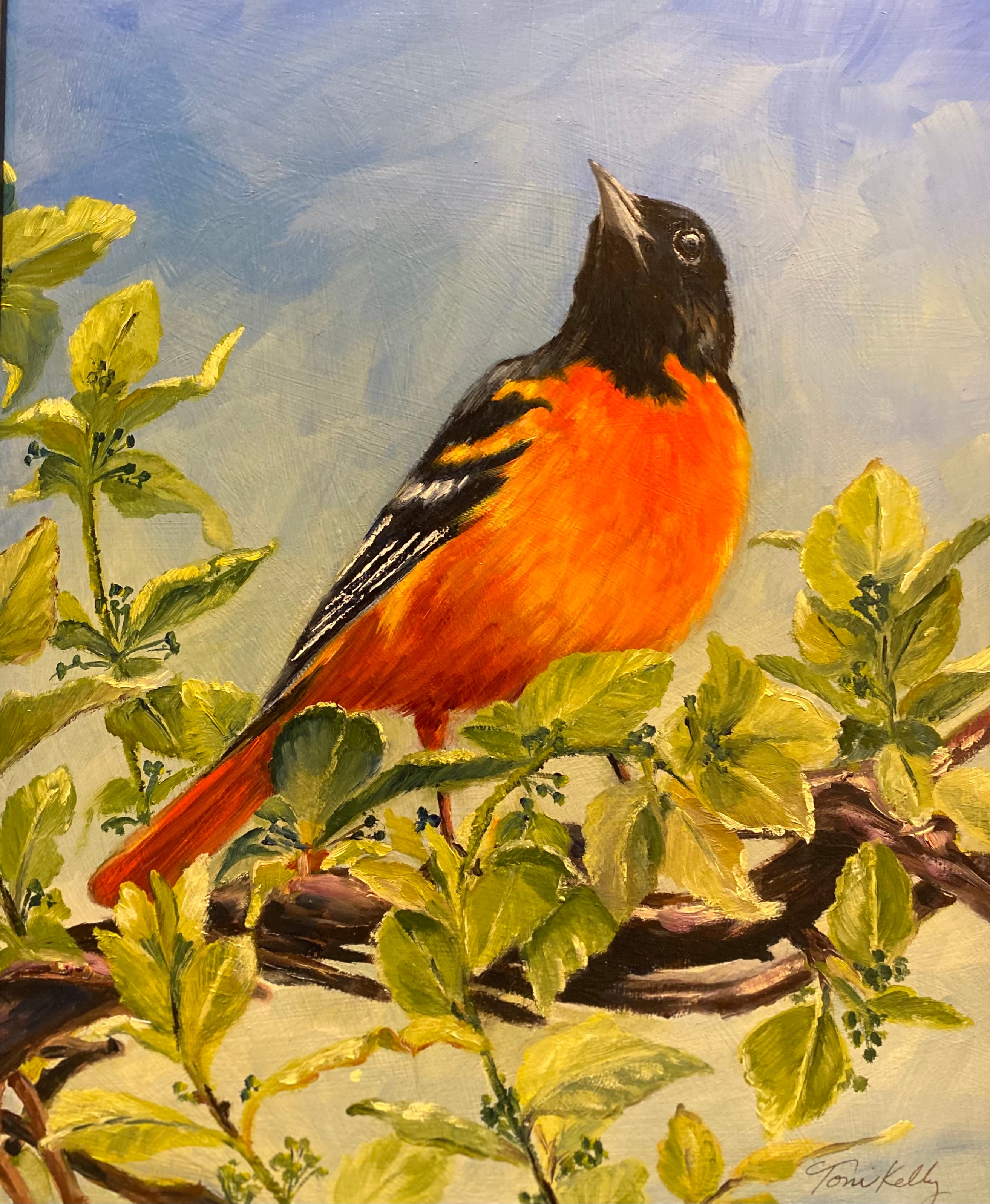 Baltimore Oriole
