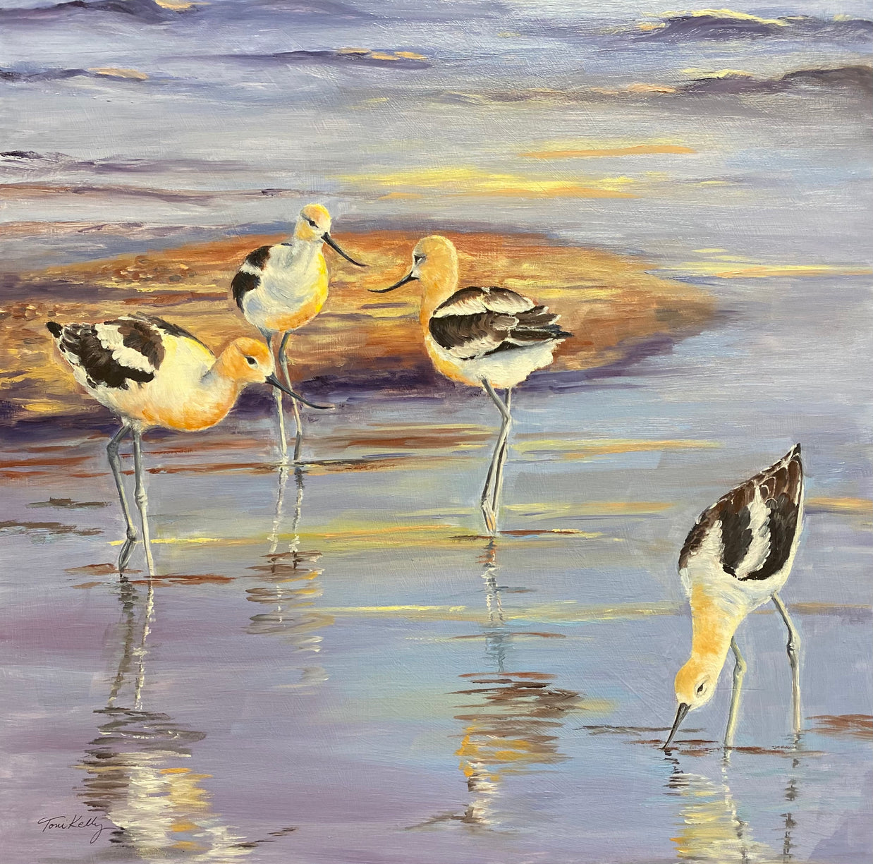 American Avocets