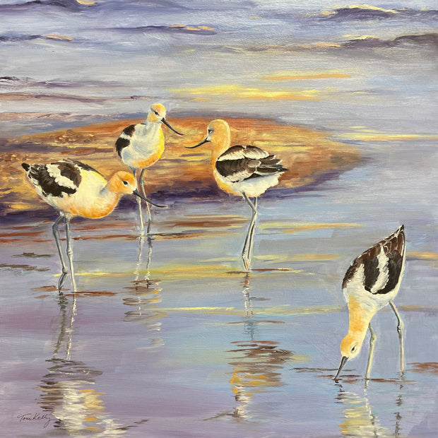 American Avocets