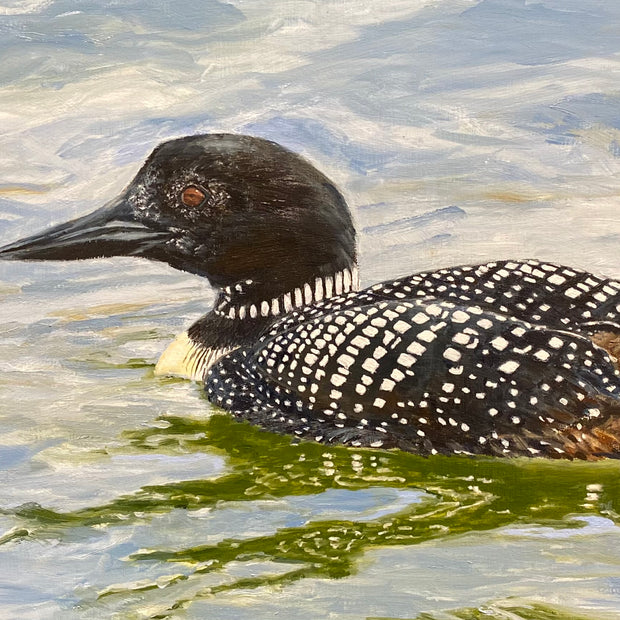 Common Loon