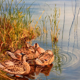 Tranquil Hens (Mallards)