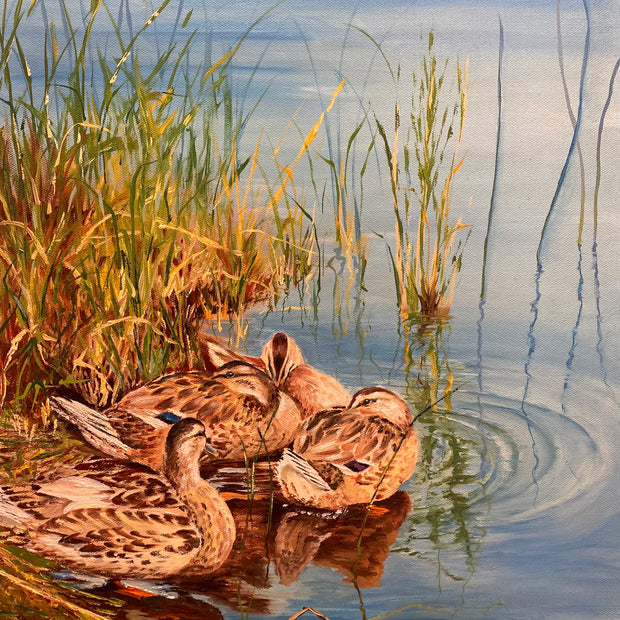 Tranquil Hens (Mallards)